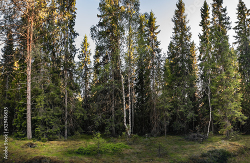 Pine and birch forest in summer. Finnish scandinavian nature, green wild tree woods of Municipality of Ii in region Northern Ostrobothnia, Finland. Panorama view photo