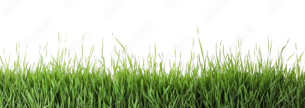 Fototapeta premium Fresh green grass on white background. Spring season