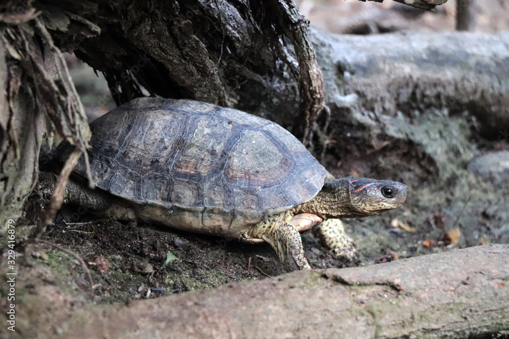 Obraz premium Huevos de Tortuga