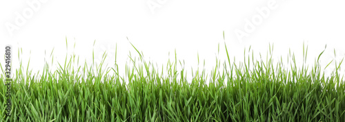 Fresh green grass on white background. Spring season