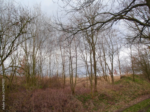 Heidelandschaft mit Birken im März