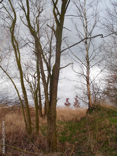 Abendstimmung  im Wald
