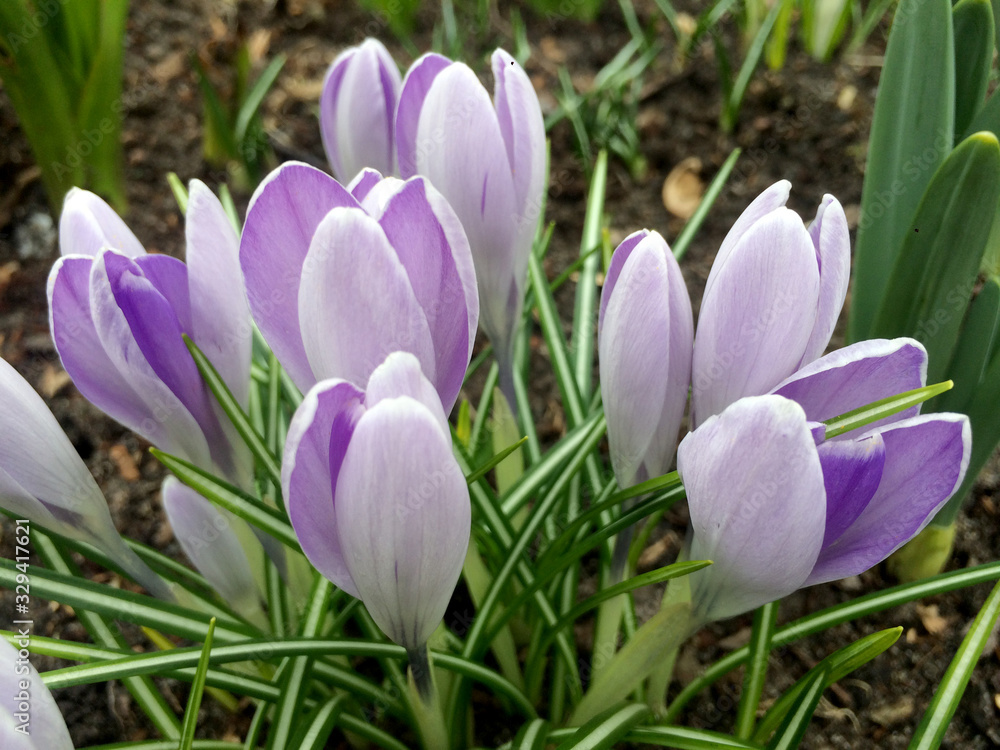 Spring crocus flowers in the garden Spring crocus flowers in the garden