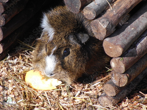 Rosetten-Meerschweinchen frisst Apfel