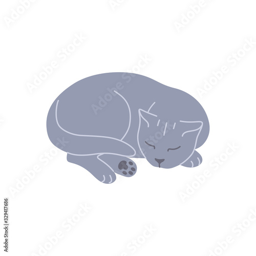 Sleeping Gray British Cat Curled up