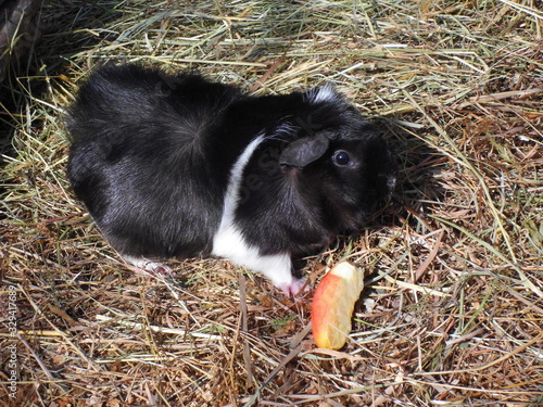 Meerschweinchen mit Apfelstück