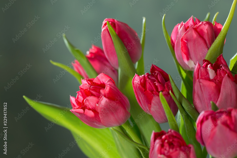 red tulips on green background