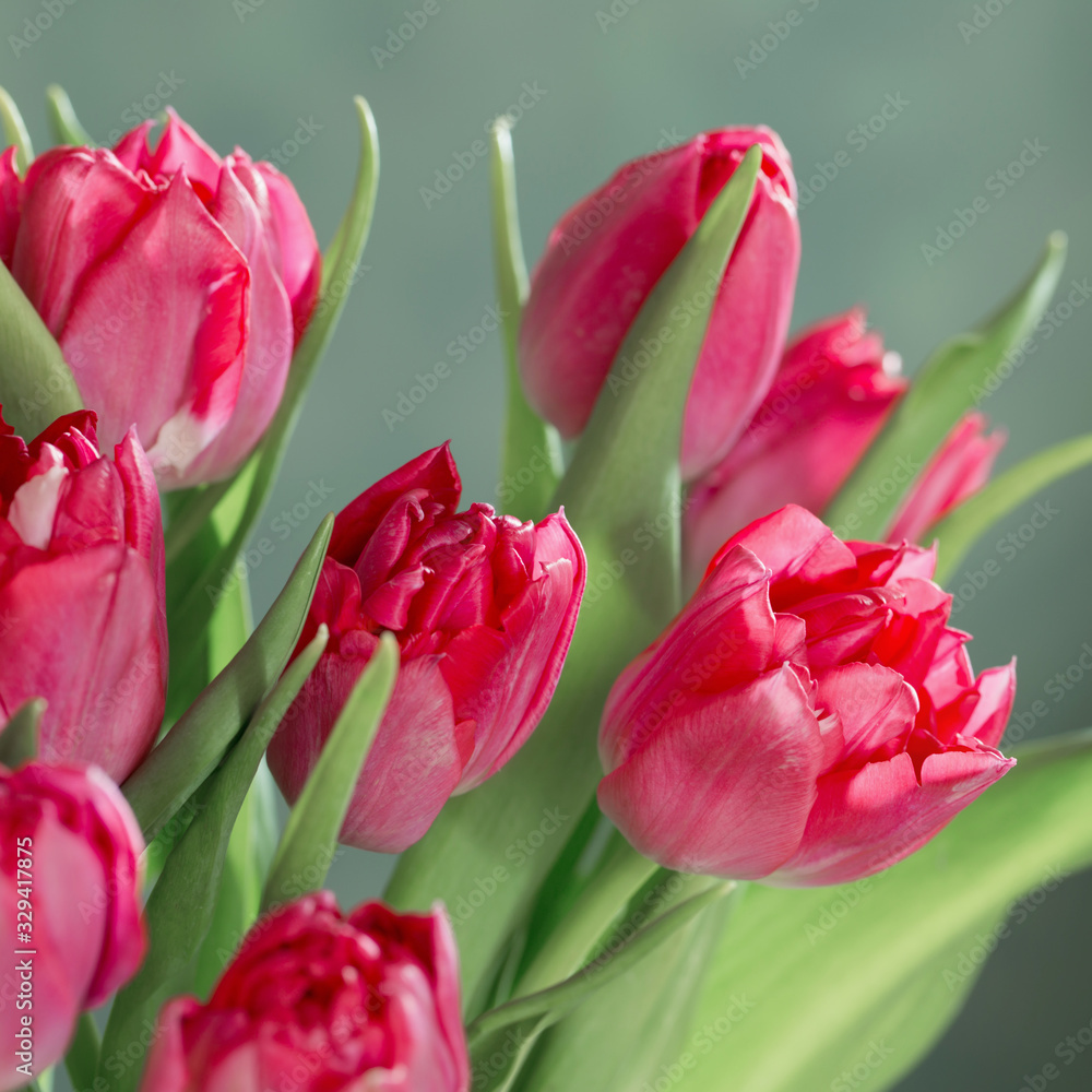 Fototapeta premium czerwone tulipany na zielonym tle