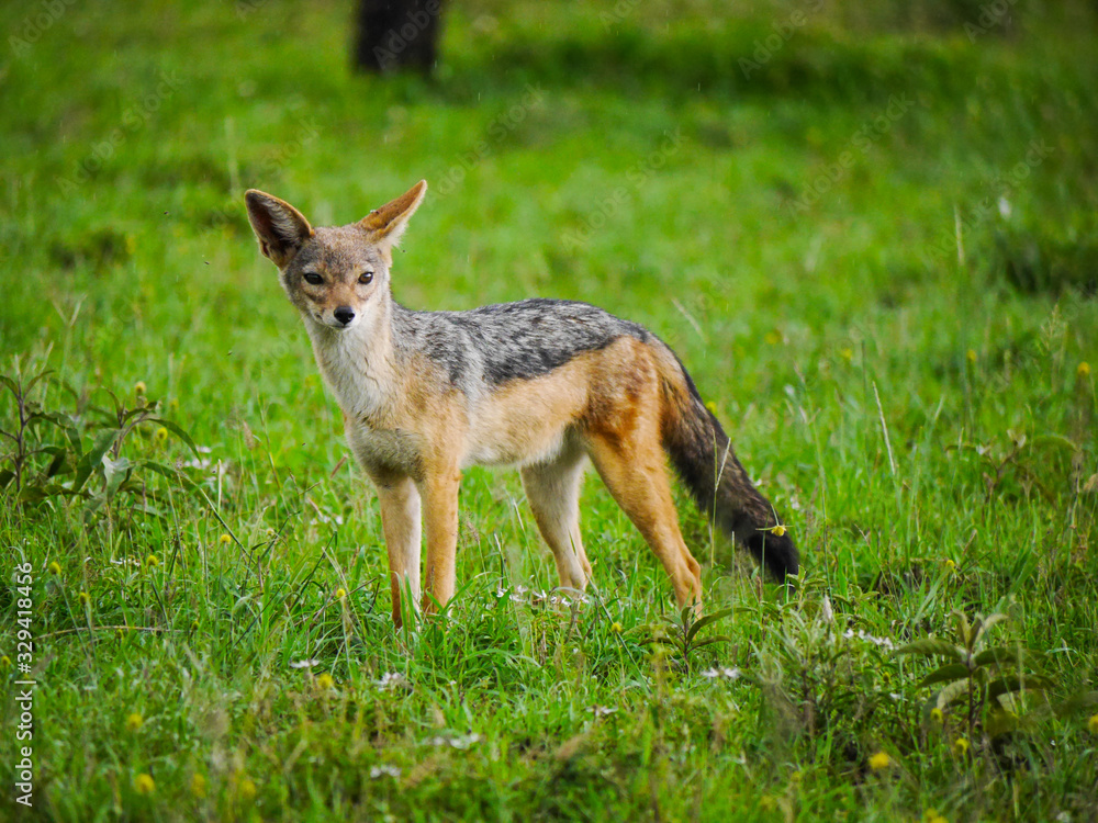 Front view of an East African black-backed jackal (Canis mesomelas schmidti) posing in Serengeti Nationalpark Front view of an East African black-backed jackal (Canis mesomelas schmidti) posing in Serengeti Nationalpark
