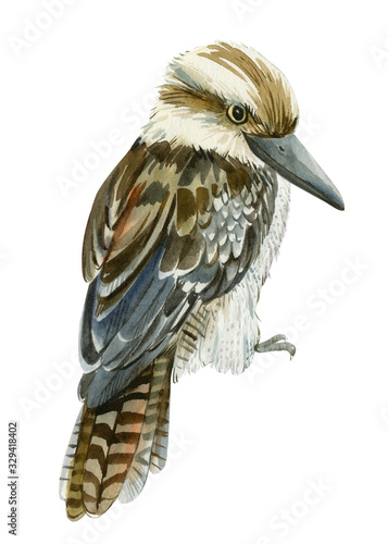 Fotografie tropical kookaburra birds, kingfisher on a white isolated background, watercolor