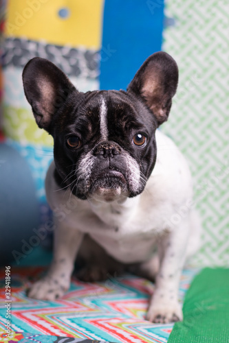 Happy lazy French bulldog with glasses on a armchair © Boris