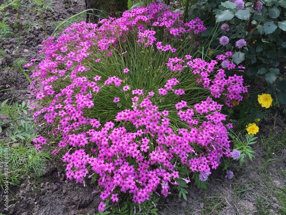 purple pink  flowers in the garden. Wood sorrel flowers