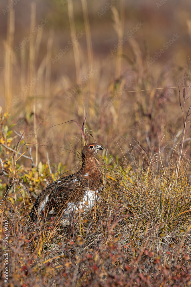 Willow Ptarmigan in Autumn in Denali National Park Alaska Willow Ptarmigan in Autumn in Denali National Park Alaska