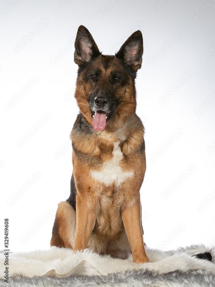 German shepherd dog portrait in a studio with white background. Adult dog isolated on white.