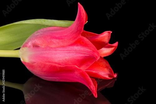 Single spring flower of red tulip isolated on black background  close up