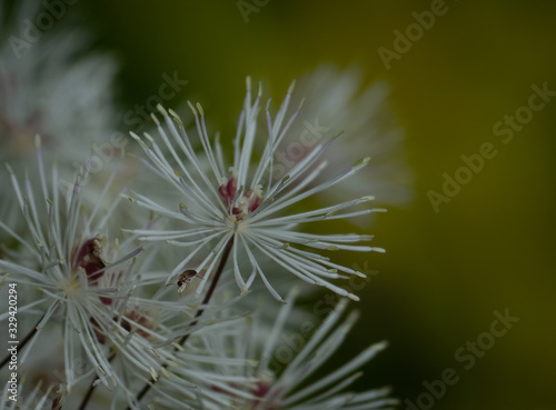 French Meadow Rue flower bunches bloom in a Pacific Northwest garden