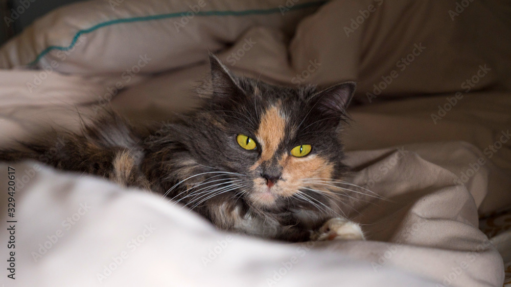 Grey cat lying in bed
