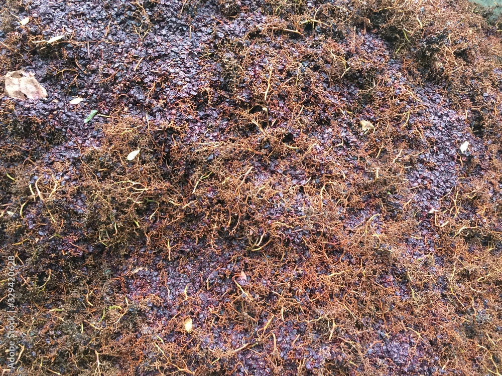 Grape pomace after pressing in wine factory Grape pomace after pressing in wine factory