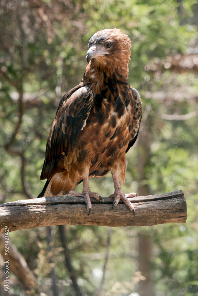 the black kite is perched on a tree branch the black kite is perched on a tree branch