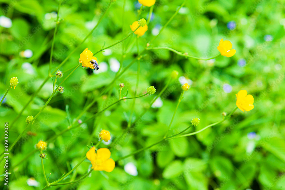 Floral background with yellow and blue meadow flowers. Little beetle collects pollen from yellow flower. Floral background with yellow and blue meadow flowers. Little beetle collects pollen from yellow flower.