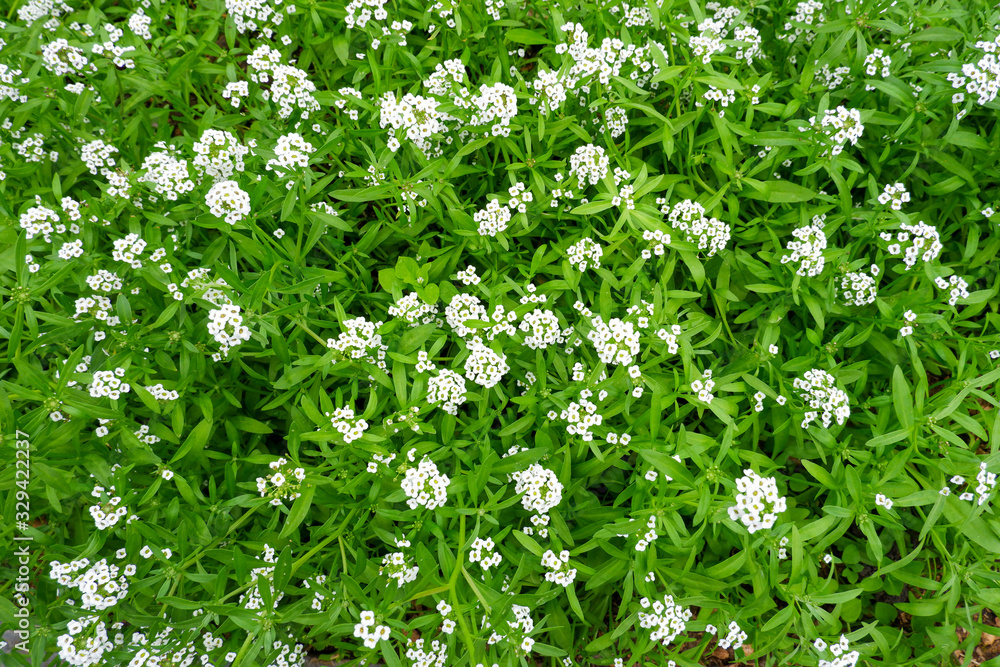 A white flowers is called sweetscented bedstraw or sweet woodruff. Galium odoratum is a member Rubiaceae.