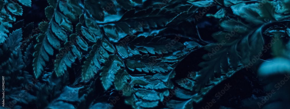Blue plant leaves at night as surreal botanical background, minimal design - obrazy, fototapety, plakaty 