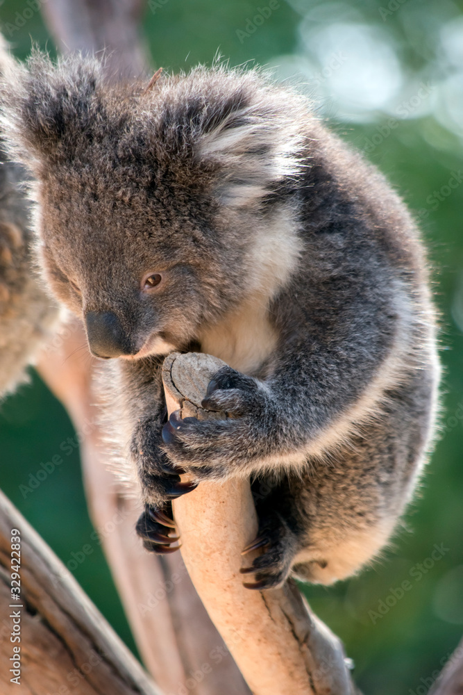 Fototapeta premium the joey koala is resting holding onto the top of a tree branch