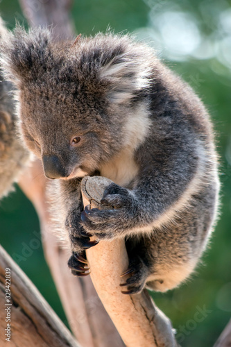 Fototapeta Naklejka Na Ścianę i Meble -  the joey koala is resting holding onto the  top of a tree branch