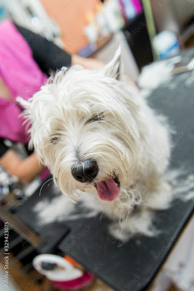 Dog West Highland White Terrier Grooming Dog West Highland White Terrier Grooming