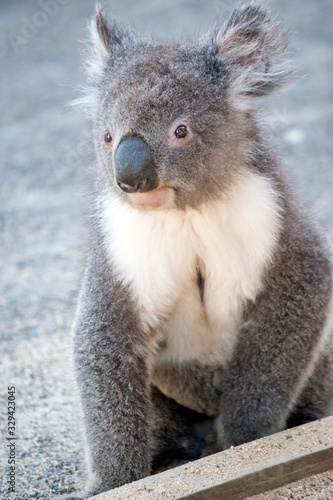 this is a close up of a young koala