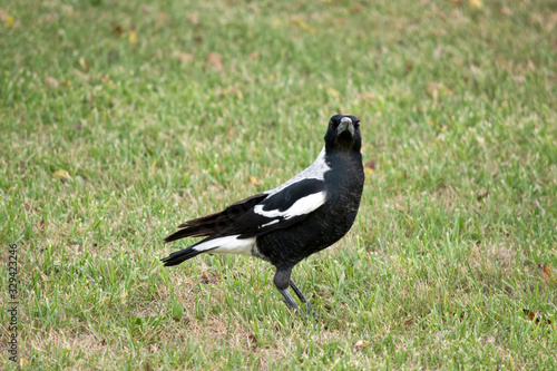 the magpie is a very intelligent bird that can be taught tricks