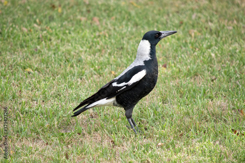 this is a side view of a magpie © susan flashman