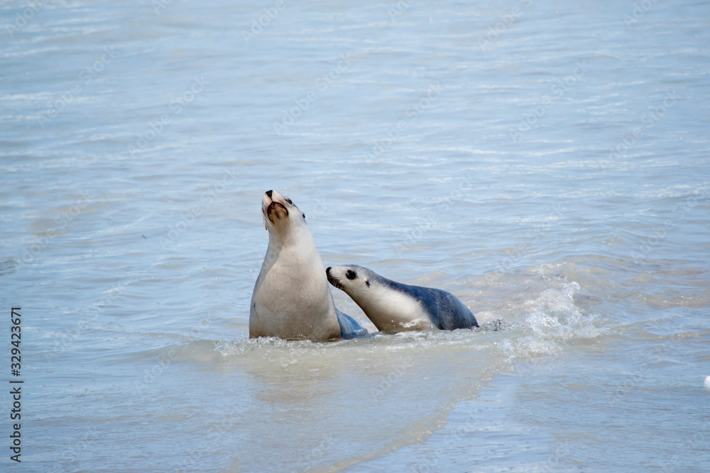 Fototapeta premium the sea lion and her pup are in the water