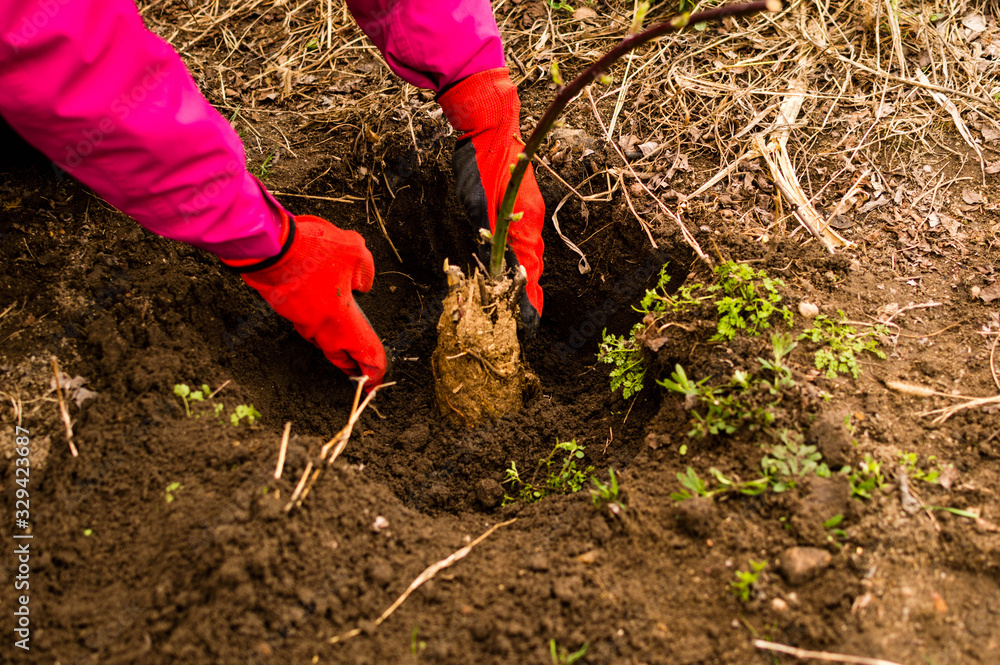 Fototapeta premium A young woman planting an bilberry tree in the garden near the house
