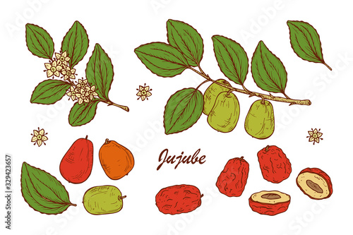 Medicinal plants Set. Exotic tropical fruit Jujube sometimes Ziziphus jujuba or zizyphus, red date, Chinese date, Korean date, Indian date. Leaves, Flowers, Berries. Alternative medicine