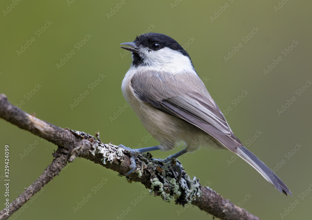 Full Back view of Willow Tit (poecile montanus) sitting on a lichen covered branch for posing Full Back view of Willow Tit (poecile montanus) sitting on a lichen covered branch for posing