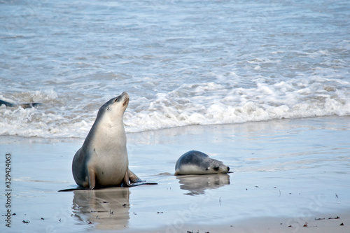 the sea lion and her pup went for a swim