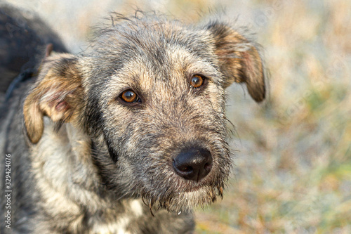Portrait of a purebred dog on a walk with a mournful look.