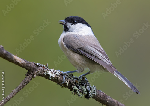 Full Back view of Willow Tit (poecile montanus) sitting on a lichen covered branch for posing