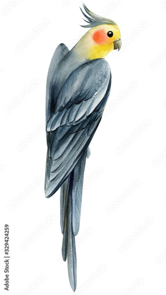 Fototapeta premium Tropical bird, Corella parrot on a white isolated background, watercolor illustration, hand drawing