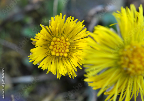 In nature  bloom early spring plant coltsfoot  Tussilago farfara 
