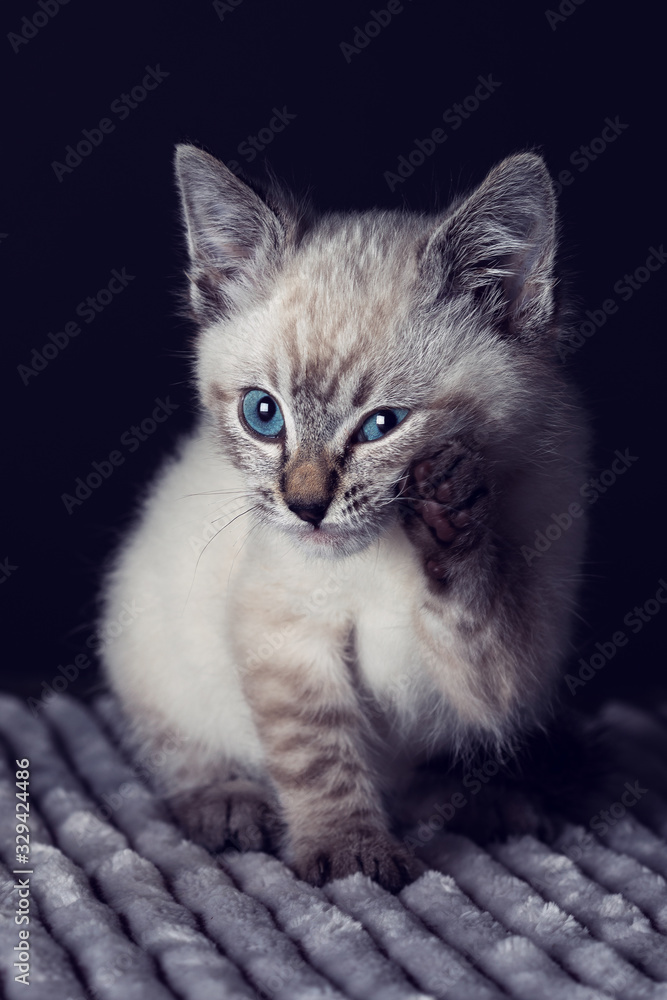 Small grey kitten with blue eyes lay on a white fluffy blanket
