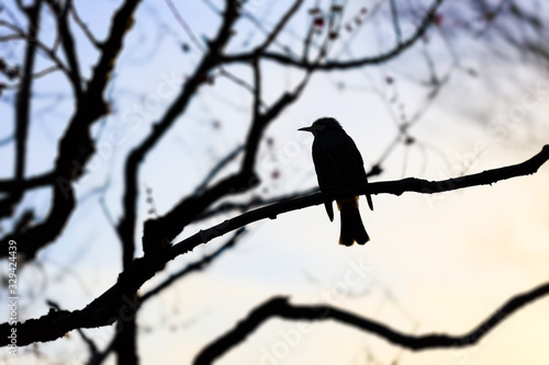 木に止まった鳥のシルエット © 憲一 長谷川