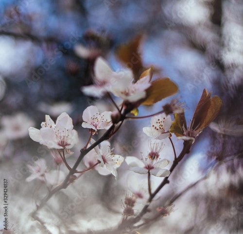 cherry blossom in spring