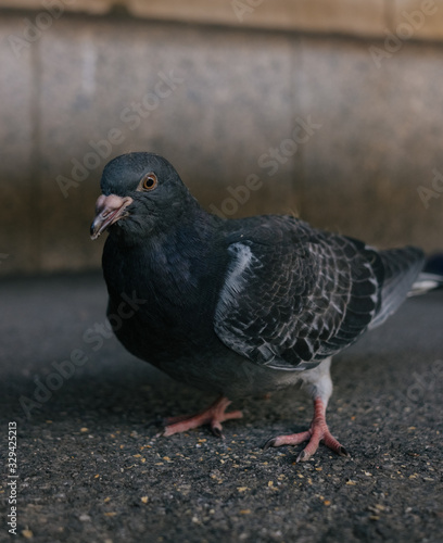 portrait of a pigeon 