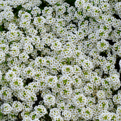 Beautiful white flowers background or texture