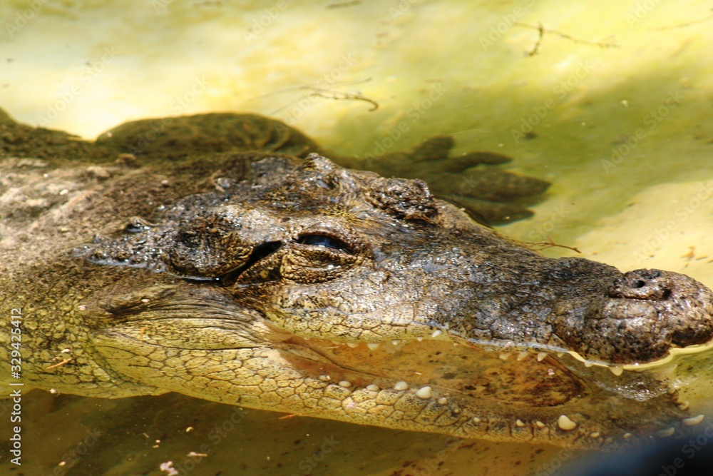 crocodile open mouth in wetlands