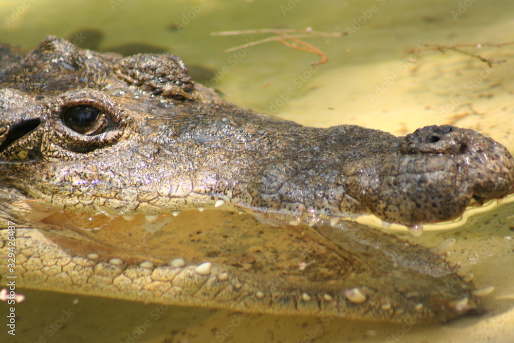 amphibious crocodile in the water