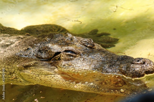 Obraz na płótnie crocodile open mouth in wetlands w salonie