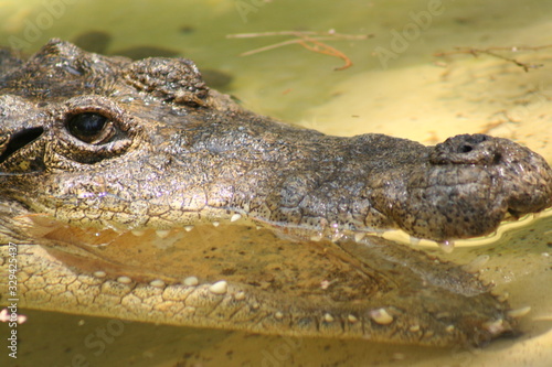 Obraz na płótnie amphibious crocodile in the water w salonie
